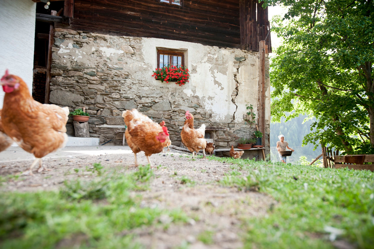 Ein paar Hühner laufen über einen Baurnhof