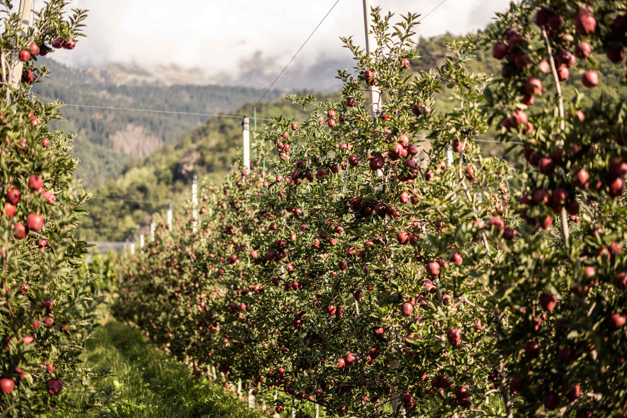 Apfel, Bauer, IDM, Kampagne, Landschaft, Landwirtschaft, Sommer, meran, werbung