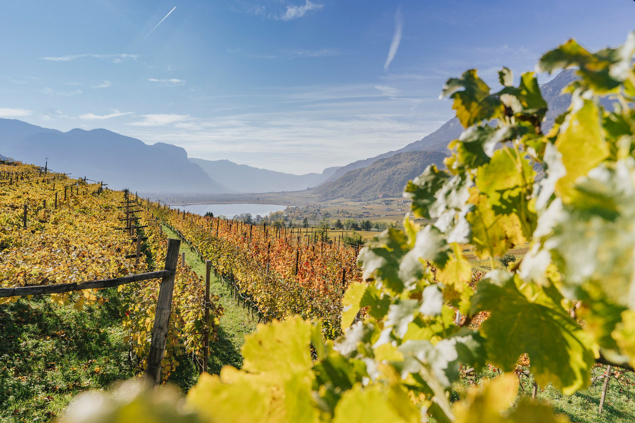 Kalterer See mit Weinbergen im Herbst