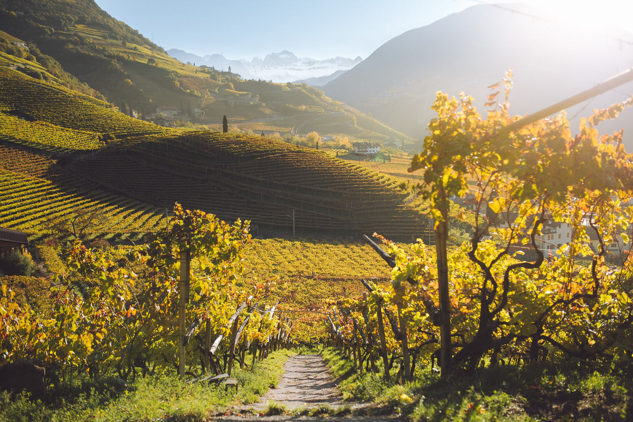 Countryside,  Farm,  Nature,  Outdoors,  Rural,  Vineyard