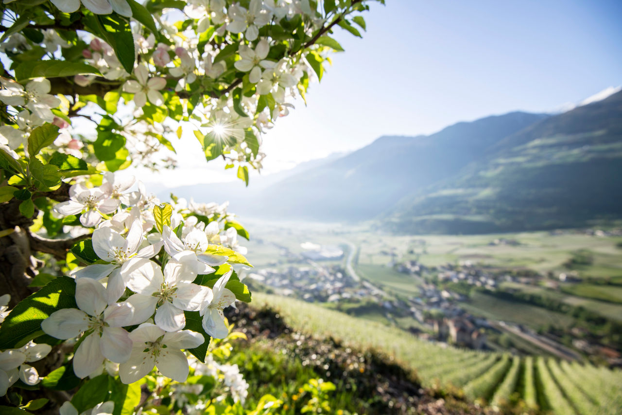 Albero in fiore con la vallata soleggiata sullo sfondo