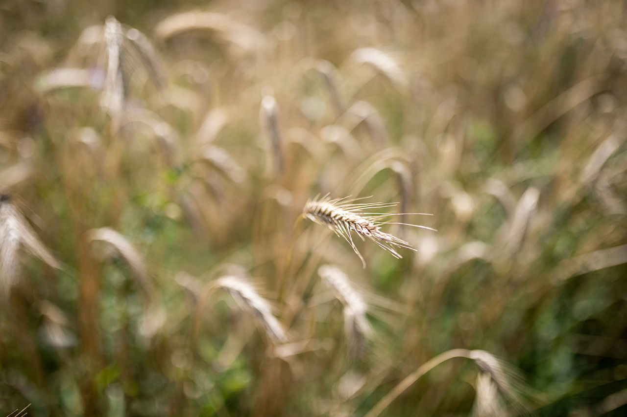 Nahaufnahme von Regiokorn im Sommer