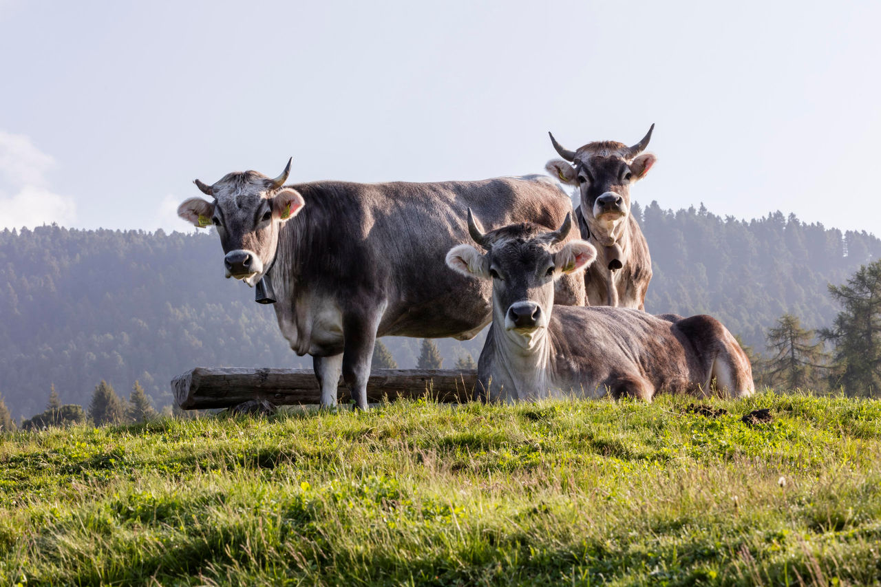 Drei sanft blickende Kühe mit Hörnern ruhen sich auf einer Wiese aus.